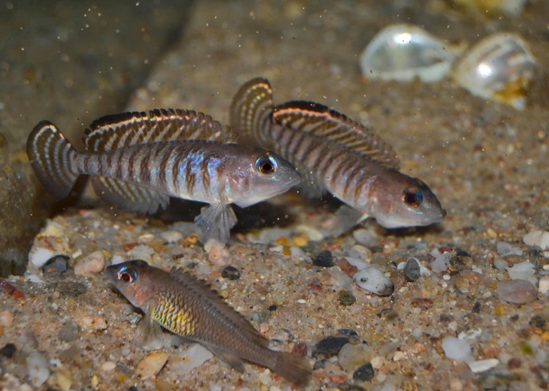 Lamprologus signatus 'Chimba'